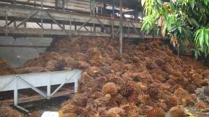 palm waste