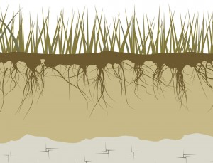 土壌と作物の状態