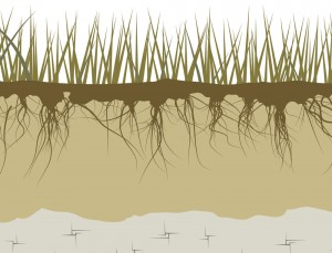 soil and crops conditions